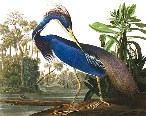 Louisiana Heron by Audubon Painting