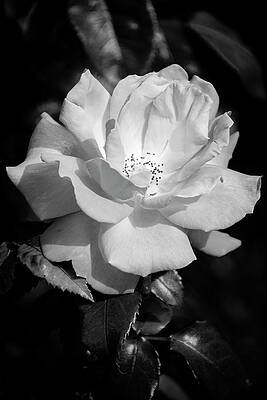 Love Wall Art featuring the photograph Nature Art #11 by Robert Grac