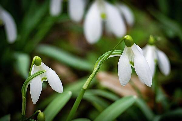 Nature Photograph - Spring Vibes #11 by Robert Grac