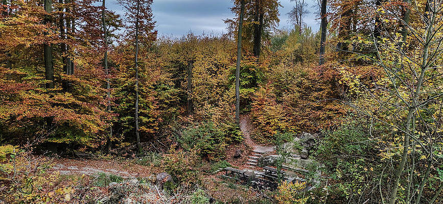 Tree Photograph - Autumn In The Forest #13 by Robert Grac