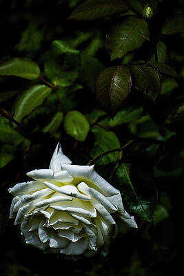 Love Wall Art featuring the photograph Nature Art #12 by Robert Grac