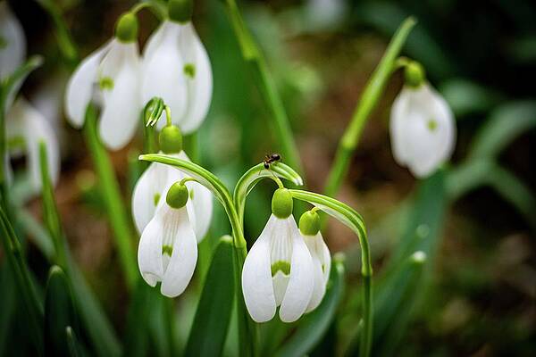 Nature Photograph - Spring Vibes #12 by Robert Grac