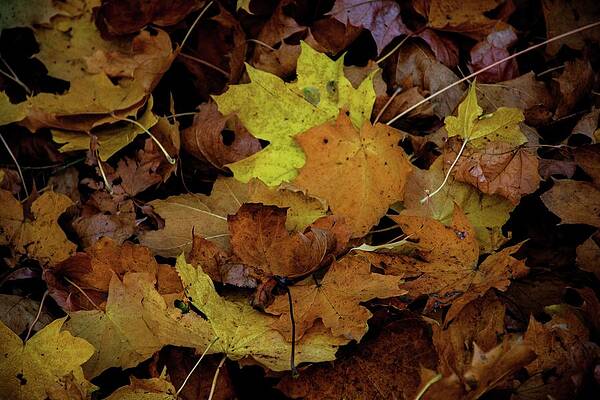 Tree Photograph - Autumn #13 by Robert Grac