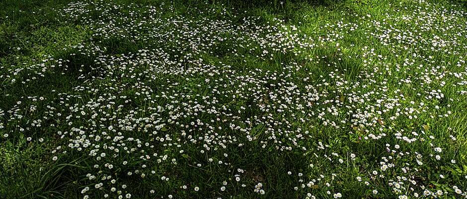 Nature Photograph - Countryside #13 by Robert Grac