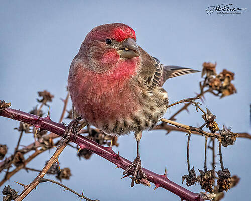 Branch Wall Art featuring the photograph House Finch Male #13 by Joe Fisher