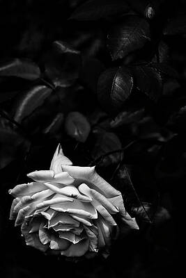 Love Wall Art featuring the photograph Nature Art #13 by Robert Grac