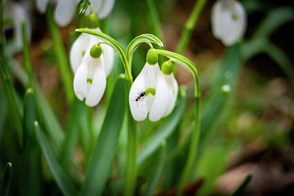 Nature Photograph - Spring Vibes #13 by Robert Grac