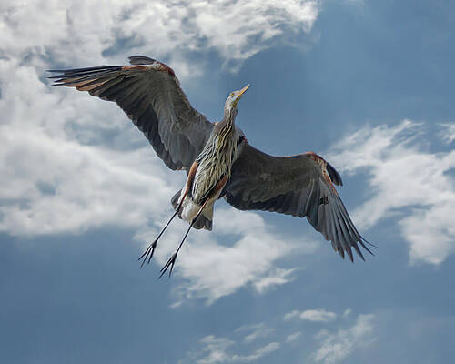 Wing Photograph - Great Blue Heron #14 by Joe Fisher