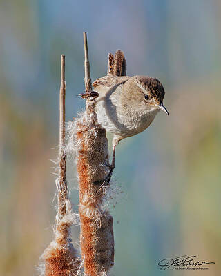Wildlife Wall Art featuring the photograph Marsh Wren #14 by Joe Fisher