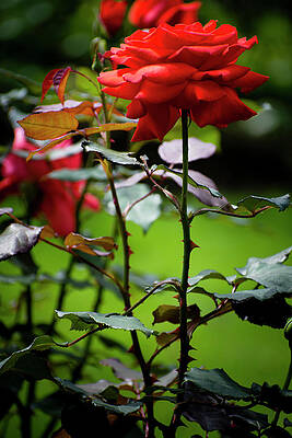 Love Wall Art featuring the photograph Nature Art #14 by Robert Grac