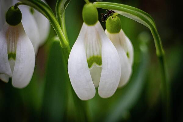 Nature Photograph - Spring Vibes #14 by Robert Grac