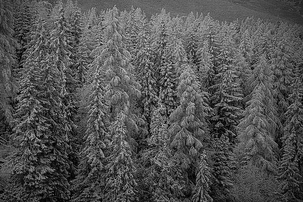 Nature Photograph - Winter Wonderland #144 by Robert Grac