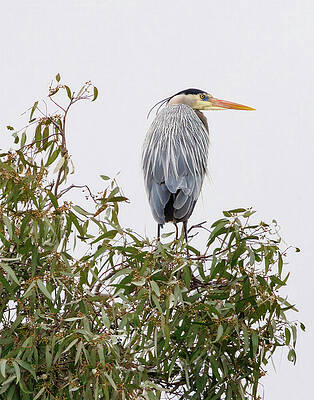 Beak Photograph - Great Blue Heron #15 by Joe Fisher