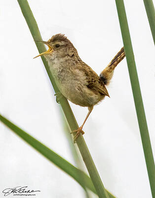 Beak Photograph - Marsh Wren #15 by Joe Fisher