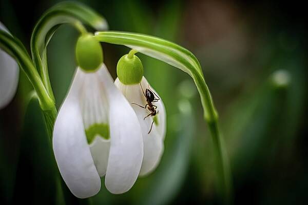 Nature Photograph - Spring Vibes #15 by Robert Grac