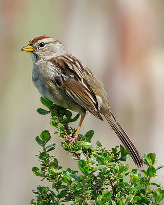 Beak Photograph - White-crowned Sparrow #15 by Joe Fisher