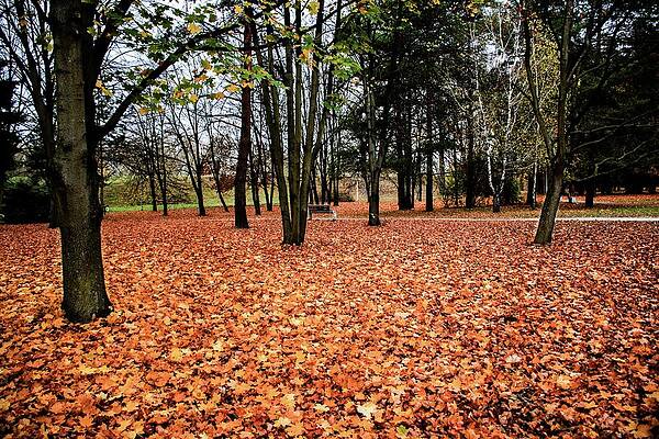 Tree Photograph - Autumn #16 by Robert Grac