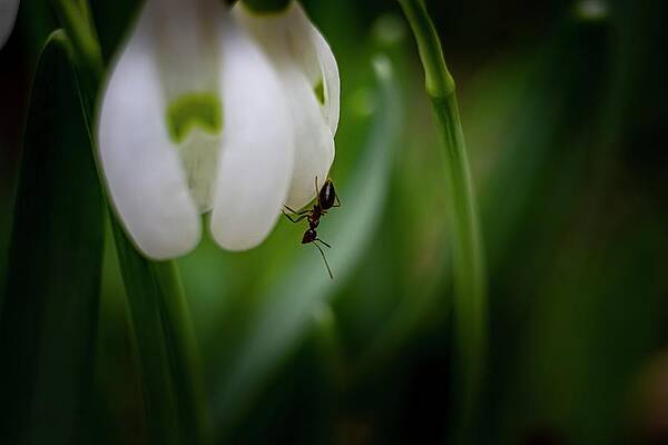Nature Photograph - Spring Vibes #16 by Robert Grac
