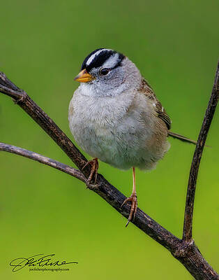 Beak Photograph - White-crowned Sparrow #16 by Joe Fisher