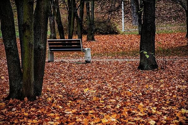 Tree Photograph - Autumn #17 by Robert Grac