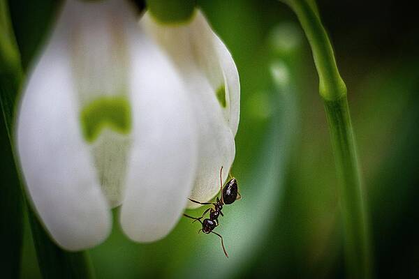 Nature Photograph - Spring Vibes #17 by Robert Grac