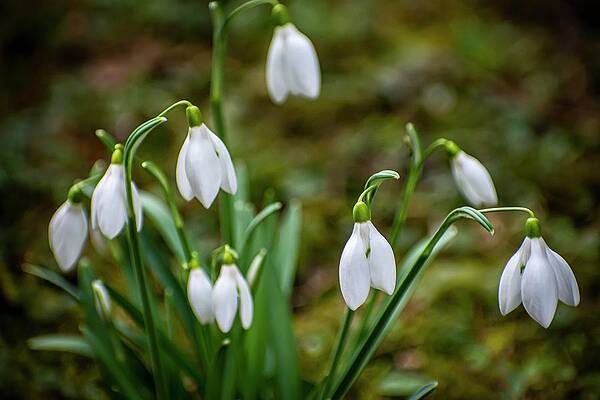Nature Photograph - Spring Vibes #18 by Robert Grac