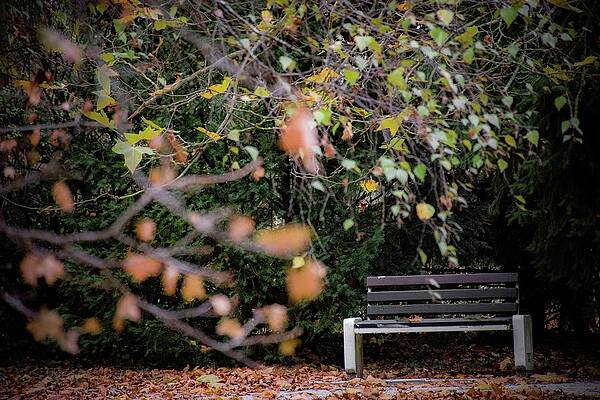 Tree Photograph - Autumn #19 by Robert Grac