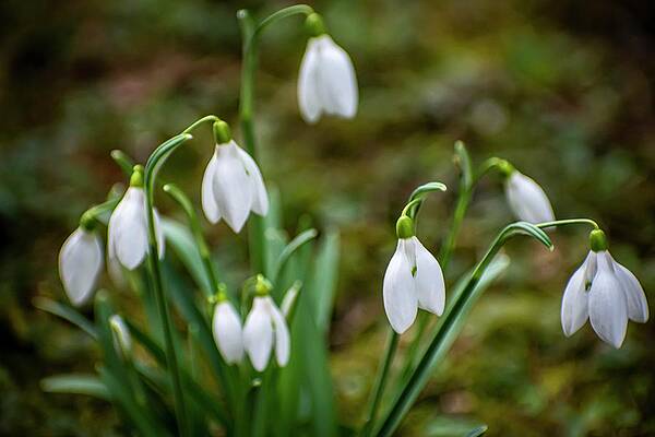 Nature Photograph - Spring Vibes #19 by Robert Grac