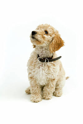Adorable Fluffy Puppy Looking Up Wall Art