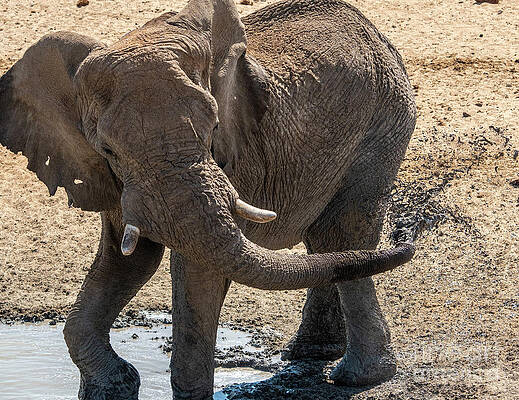 Landscape Photograph - African Elephant Nearby Olifantsrus Waterhole, Wildlife In Etosh #2 by Sami Sarkis Photography