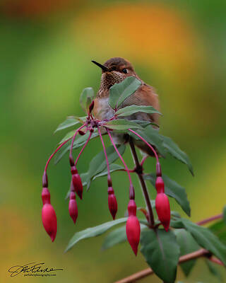 Branch Wall Art featuring the photograph Allen's Hummingbird #2 by Joe Fisher