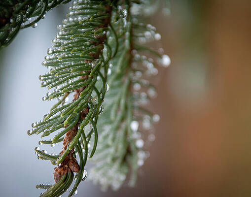 Natural Wall Art featuring the photograph Almost Winter #2 by Linda Triplett