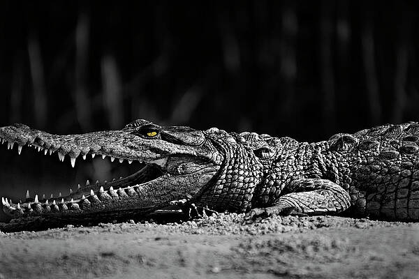 Wildlife Wall Art featuring the photograph Alone In The Dark #2 by Robert Grac