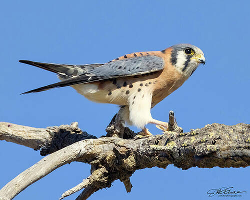 Branch Wall Art featuring the photograph American Kestrel #2 by Joe Fisher