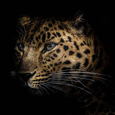Photograph - Amur Leopard  #2 by Chris Boulton