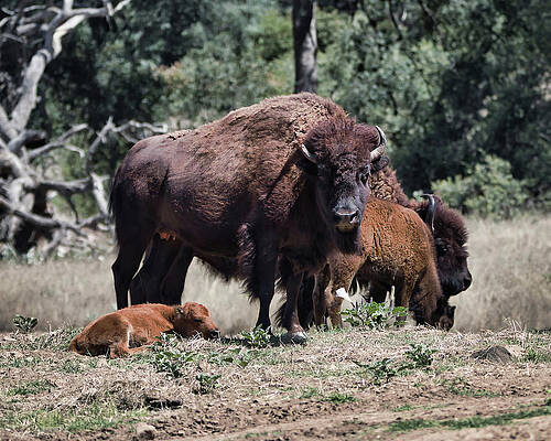Photograph - 2 And 2 by American Landscapes