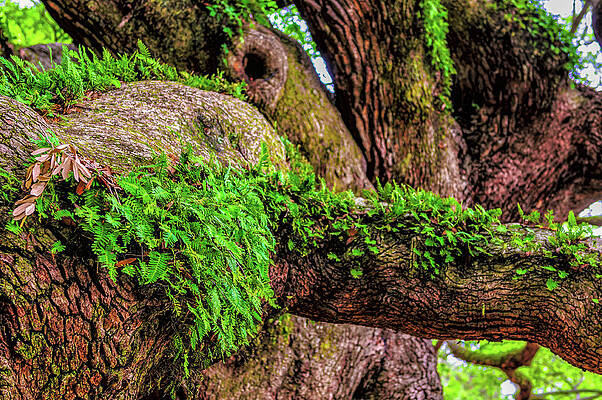 South Carolina Photograph - Angel Oak Tree Branches #3 by Louis Dallara