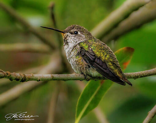 Vibrant Photograph - Anna's Hummingbird On Perch #2 by Joe Fisher