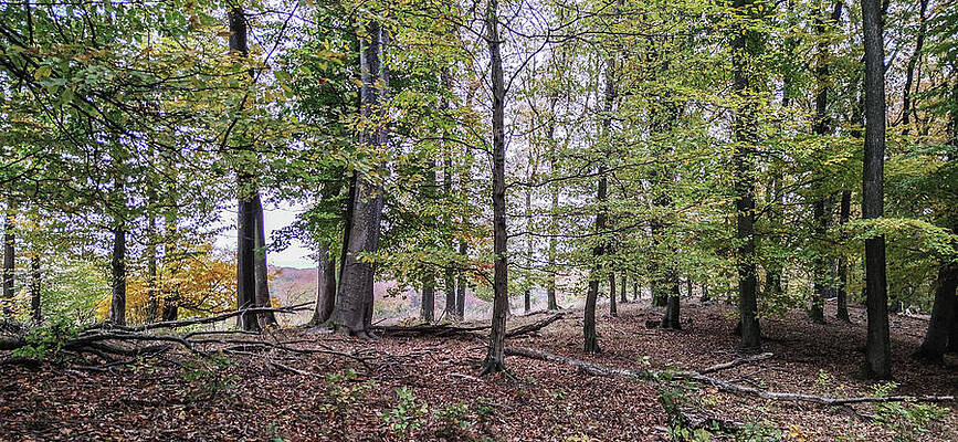 Tree Photograph - Autumn In The Forest #3 by Robert Grac