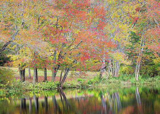 Autumn Trees by a Tranquil Lake Wall Art