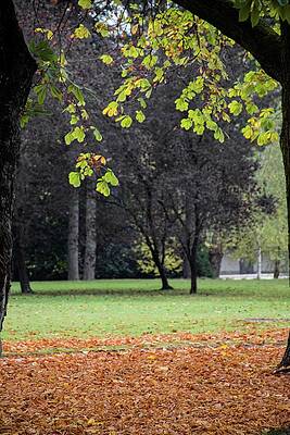 Tree Photograph - Autumn #2 by Robert Grac