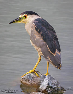 Water Photograph - Black-crowned Night Heron #2 by Joe Fisher