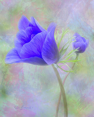 Blue Anemone by Sue Leonard