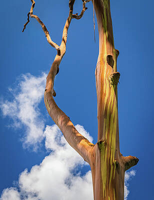 Wall Art featuring the photograph Branches Of Rainbow Eucalyptus Trees In Keahua Arboretum #2 by Steven Heap