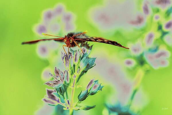 Butterfly on Colorful Flowers Photograph