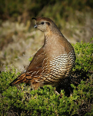 Beak Photograph - California Quail #2 by Joe Fisher