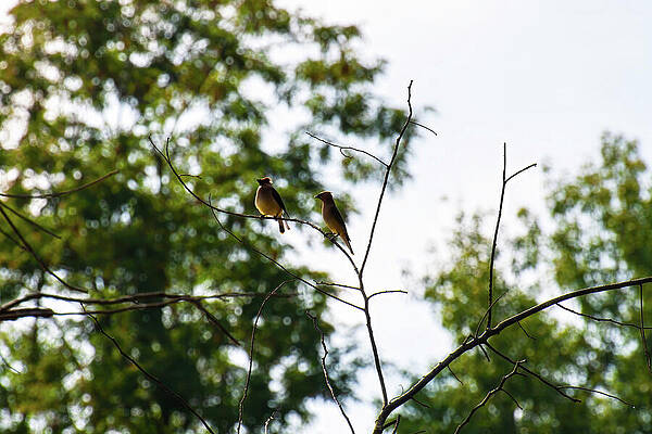 Wall Art featuring the photograph 2 Cedar Waxwing Birds On A Branch by Flees Photos