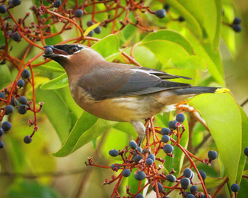 Wall Art featuring the photograph Cedar Waxwing #2 by Joe Fisher