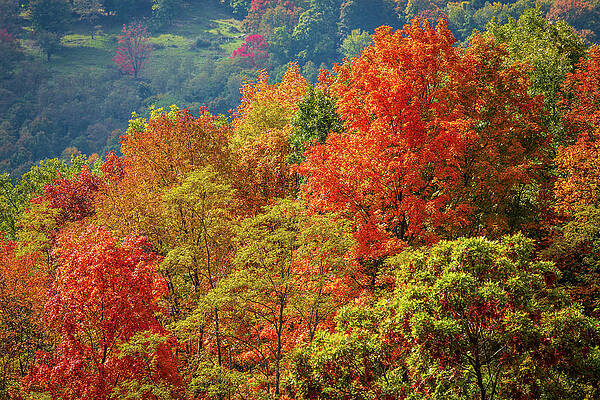 Fall Wall Art featuring the photograph Colorful Autumn Leaves In West Virginia #2 by Steven Heap