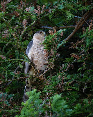 Hawk Photograph - Cooper's Hawk #2 by Joe Fisher